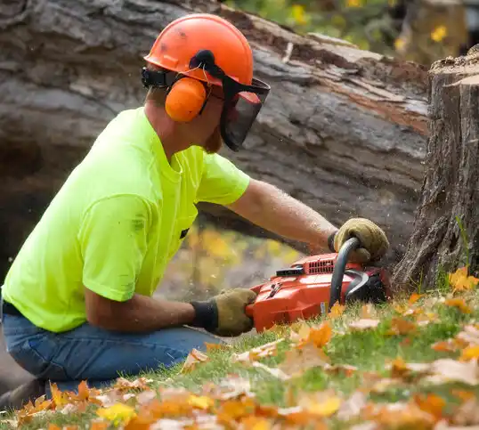 tree services Mineville